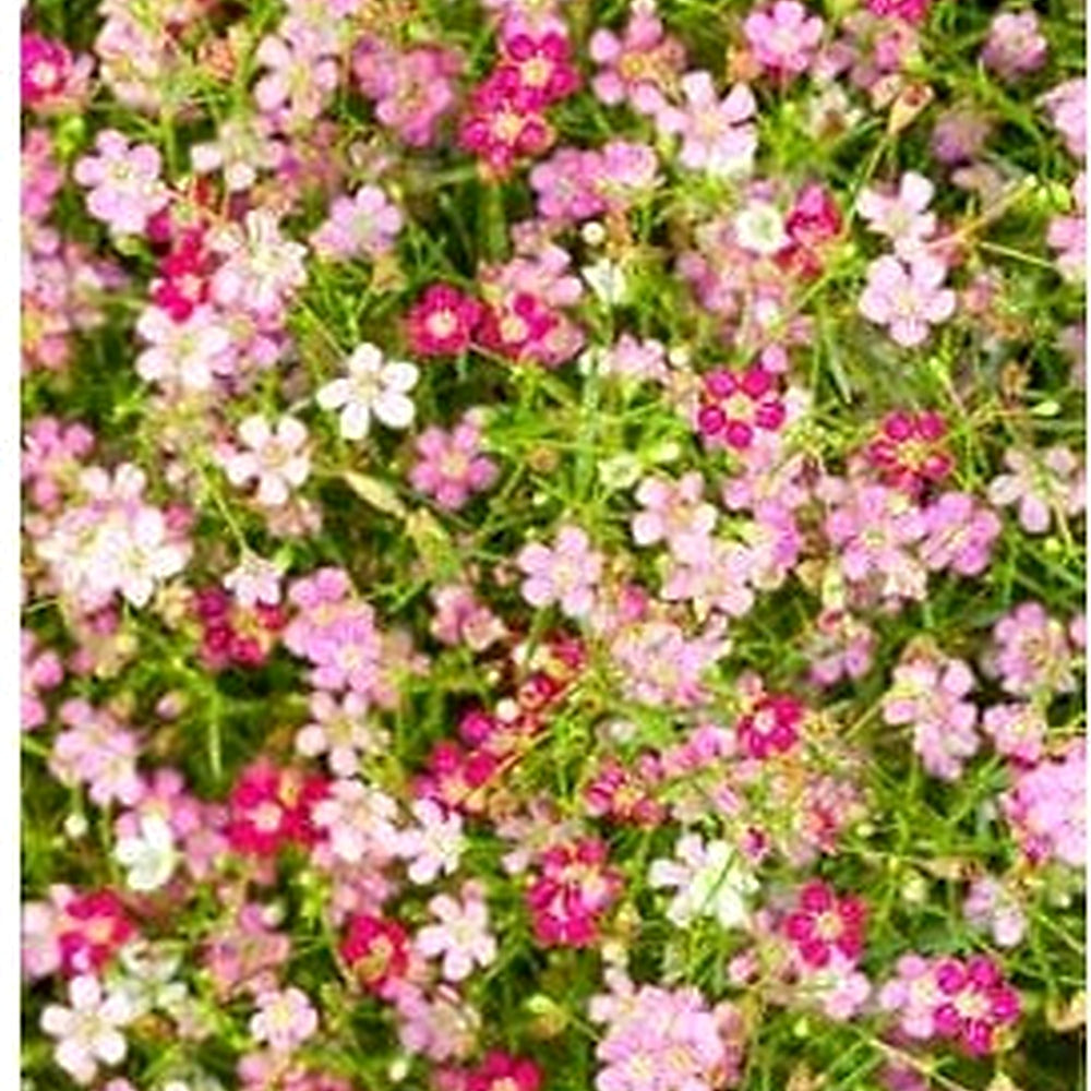 Organic Mixed Gypsophila Paniculata Flower Seeds for Planting [neera-v5-d96c7e6e80887221cdac]