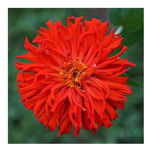 Red Giant Cactus Zinnia Flower Seeds for Planting [neera-v5-d97314a15e3399c70815]