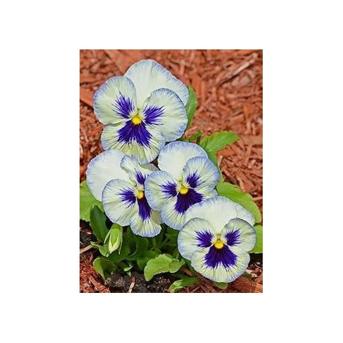 White Blue Pansy Flower Seeds for Planting [neera-v5-d97c6eb0c4f328638dc4]
