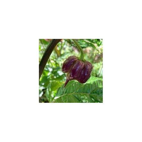Purple Death Pepper Seeds for Planting [neera-v5-d97fa921726cb4ea08a4]