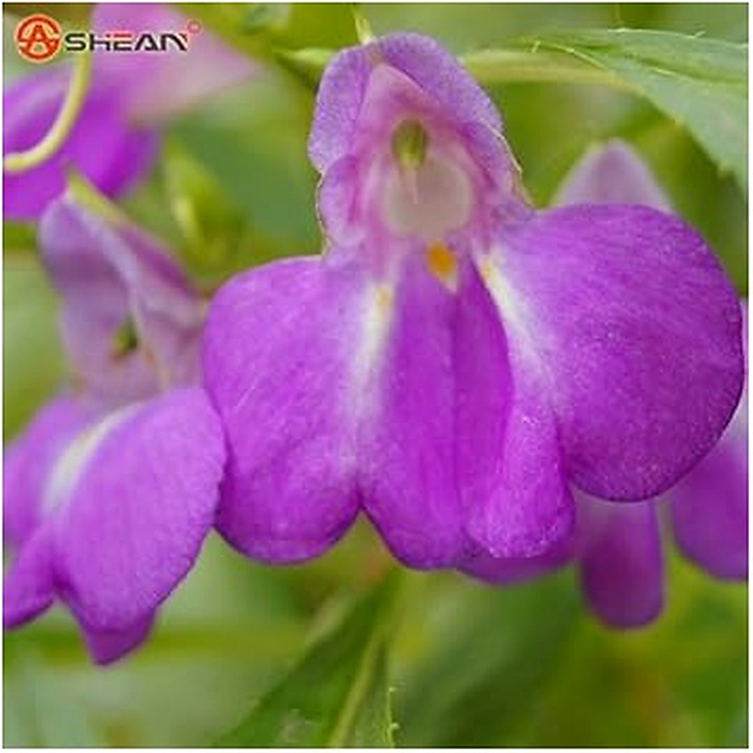 Heirloom Non-GMO Violet Balsam Flower Seeds for Garden Planting [neera-v5-d98af7777f742d430914]