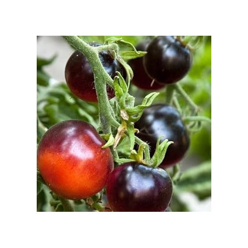 Black Red Tomato Seeds for Planting [neera-v5-d98f02d3c41f140f6f85]