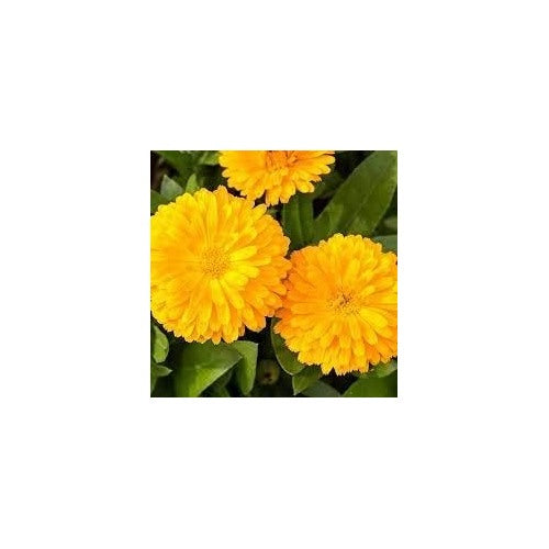 Yellow Calendula Flower Seeds, Heirloom, Non-GMO Seeds for Planting [neera-v5-d99cc8cf87db1a74a60a]