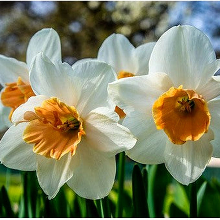 Narcissus Tazetta Flower Seeds for Planting [neera-v5-d99dcc159f45a7e4a08f]