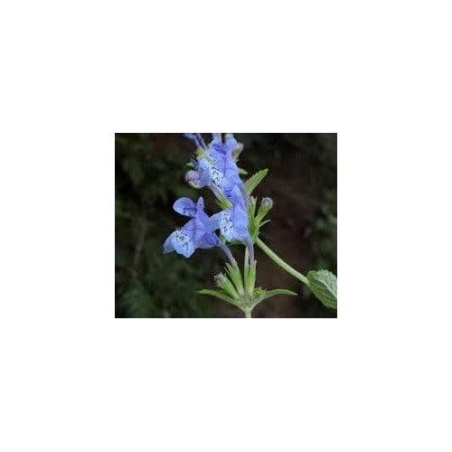 Dracocephalum Flower Seeds [neera-v5-d99e9ae4fbe210f2987c]