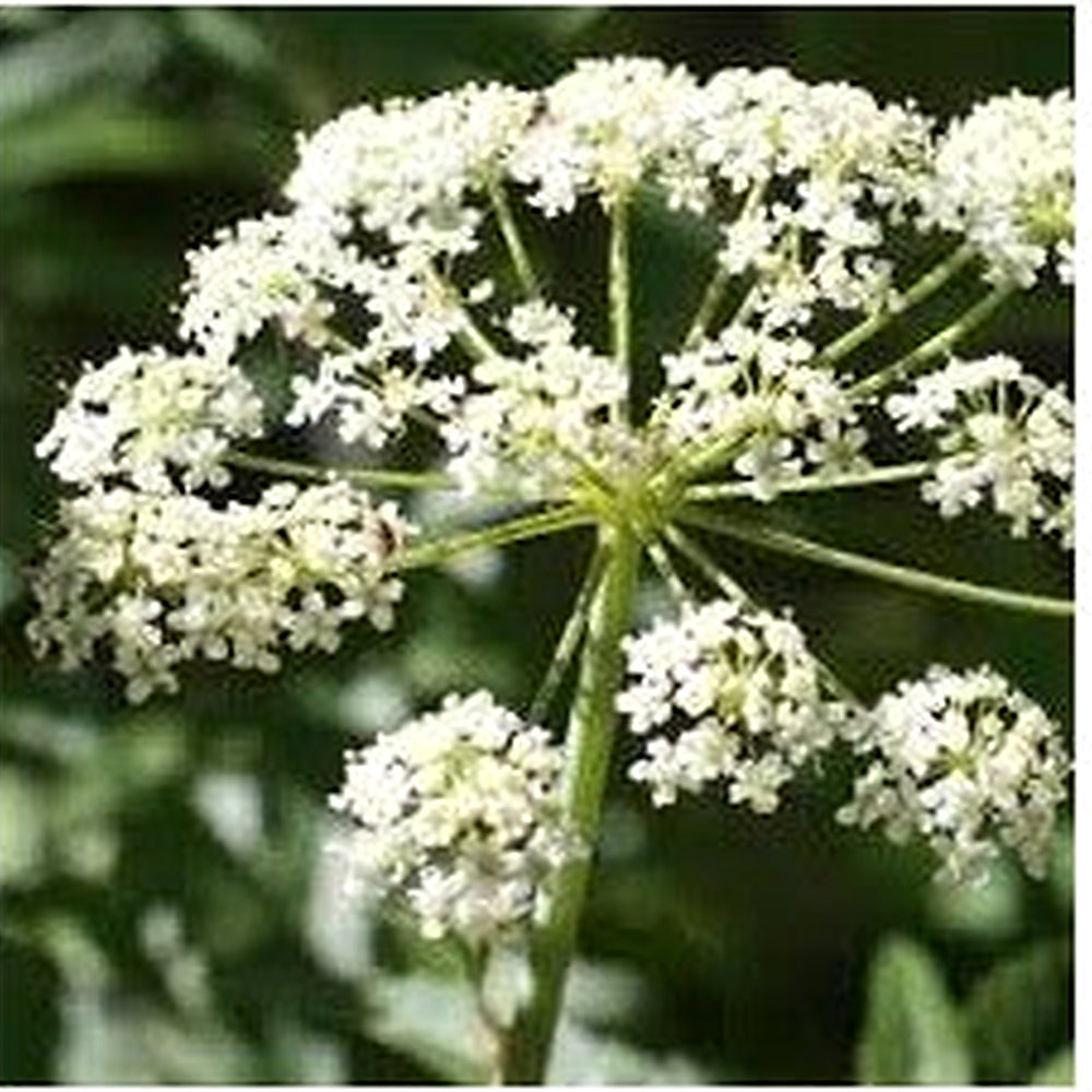 Cicuta Maculata Plant Seeds for Planting | Heirloom, Non-GMO, High Germination Organic Garden Seeds for Wetland Growth [neera-v5-d99f0afcd5e067dcac31]