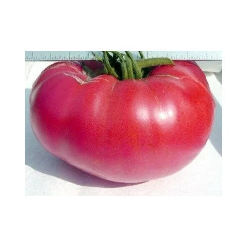 Pink Mennonite Tiffen Beefsteak Tomato Heirloom Non Gmo Flower Seeds Home Garden Planting, [neera-v5-d9a97c1939443cbe06d5]