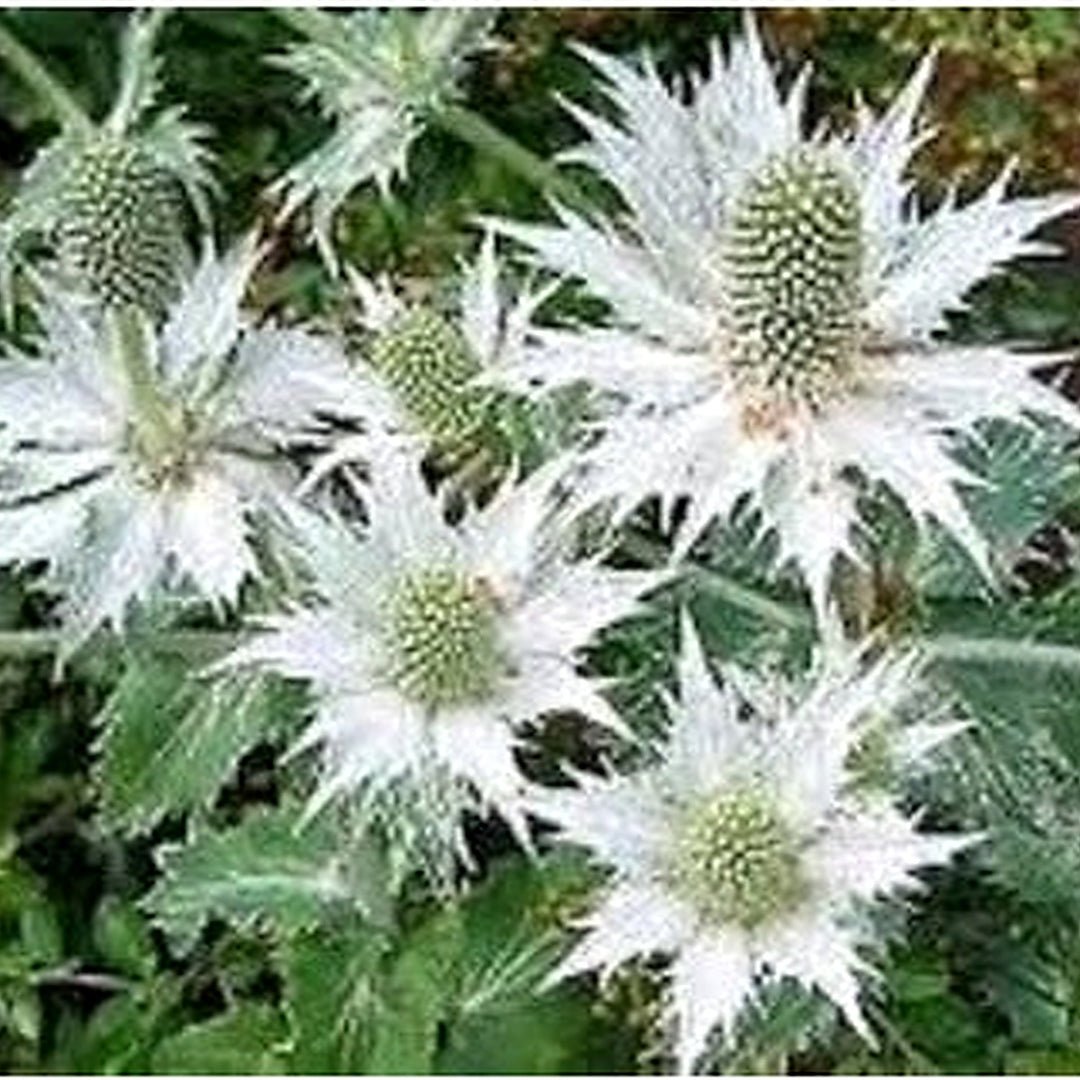 White Eryngium Flower Seeds for Planting [neera-v5-d9ad9bf2d30ab836e0e9]