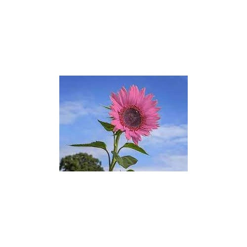 Pink Sunflower Perennial Heirloom Non-GMO Seeds for Planting [neera-v5-d9b186b7175b8ac14bc4]