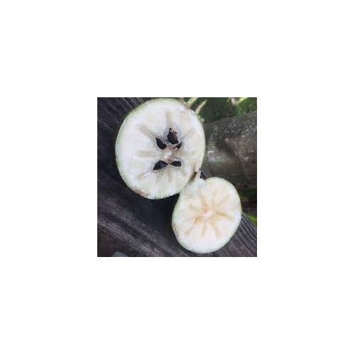 White Star Apple Fruit Seeds for Planting [neera-v5-d9b1afb3a6188f2eda91]