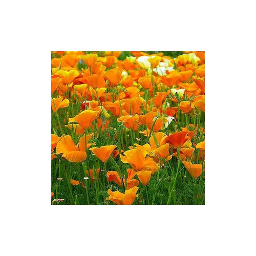 Orange Creeping Thyme Seeds [neera-v5-d9ba60bda98003a04232]