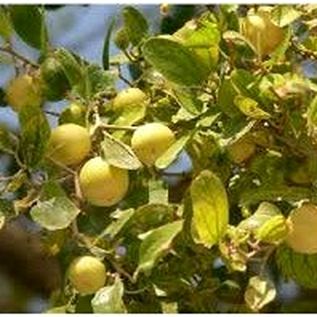 Ziziphus spina-christi (Christ’s Thorn Jujube) Fruit Seeds for Planting [neera-v5-d9c16263adeffb5092f4]