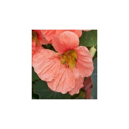Heirloom Non-GMO Peach Nasturtium Flower Seeds for Garden Planting [neera-v5-d9c1cff811094853bdba]