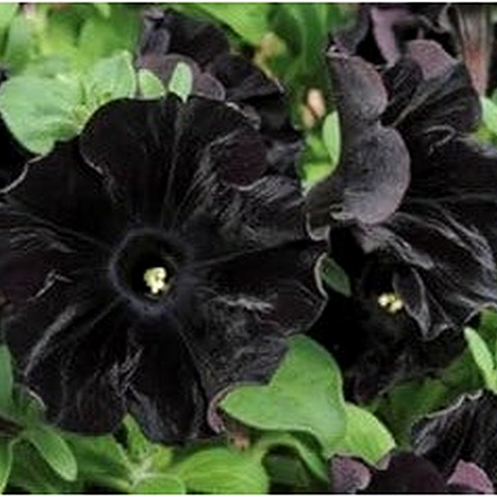 Black Cat Petunia Seeds for Planting [neera-v5-d9c7f3f9de56113d0623]