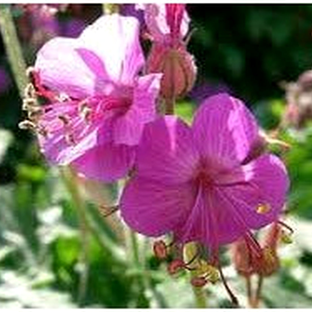 Heirloom Bevans Flower Seeds Non-GMO for Garden Planting Fragrant Hardy Blooms [neera-v5-d9ce0fafe75d65f87e1f]