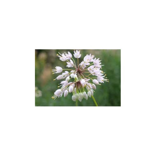 White Heirloom Non Gmo Nodding Onion Allium Cernuum Delicate Unique Blooms Flower Seeds [neera-v5-d9dd2afeae0b93bc8881]