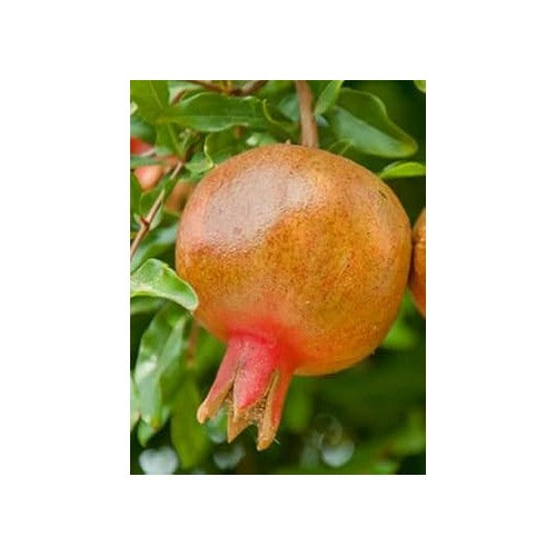 Horned Melon Fruit Seeds [neera-v5-d9f00292f80ddcd3595f]