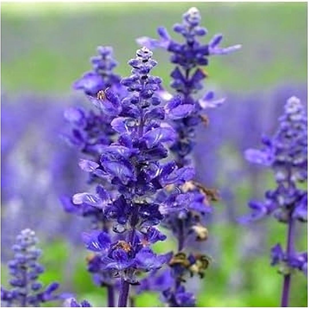 Heirloom Non-GMO Blue Lavender Flower Seeds for Planting [neera-v5-d9f312e73222822fdf49]