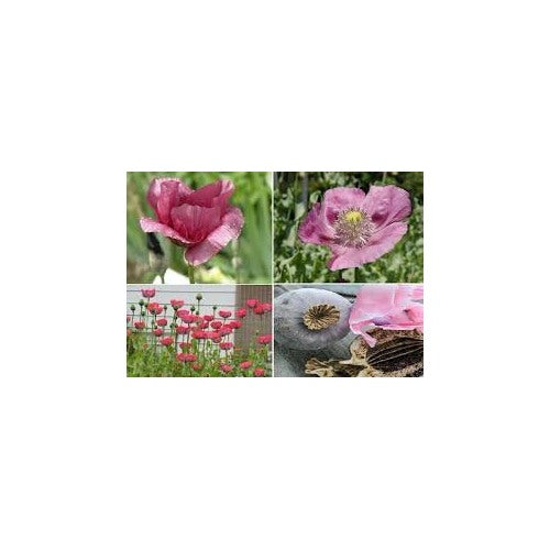 Giant Poppy Seeds (Papaver somniferum) [neera-v5-d9f43a64801430abb59a]