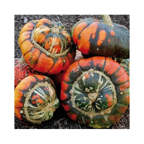 Turks Turban Pumpkin Gourd Planting Rare Heirloom Non Gmo Flower Seeds Home Garden [neera-v5-d9f8571bd4d9848c81bf]