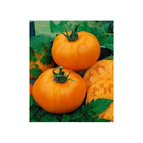 Orange Tomato Seeds for Planting [neera-v5-d9f8bfe330688a4d962c]