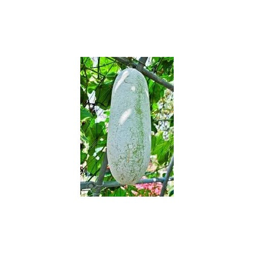 Heirloom Non-GMO Winter Melon Vegetable Seeds for Home Garden Planting [neera-v5-d9fcd82e44bdc77d3f0b]