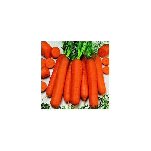 Carrot Autumn Seeds for Planting | Heirloom, Non-GMO, High Germination Organic Garden Seeds [neera-v5-da041769ea93b88f606c]