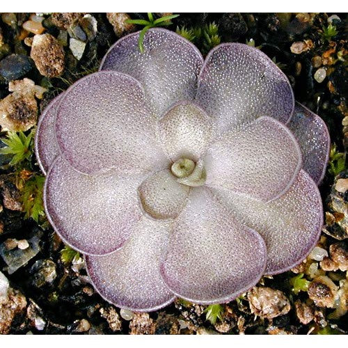 Heirloom Pinguicula moctezumae (Mexican Butterwort) Seeds [neera-v5-da0587cffde4319f1bae]