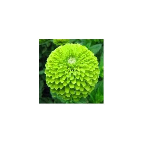 Organic Heirloom Non-GMO Light Green Zinnia Seeds for Planting [neera-v5-da058b74157b98ccebc6]