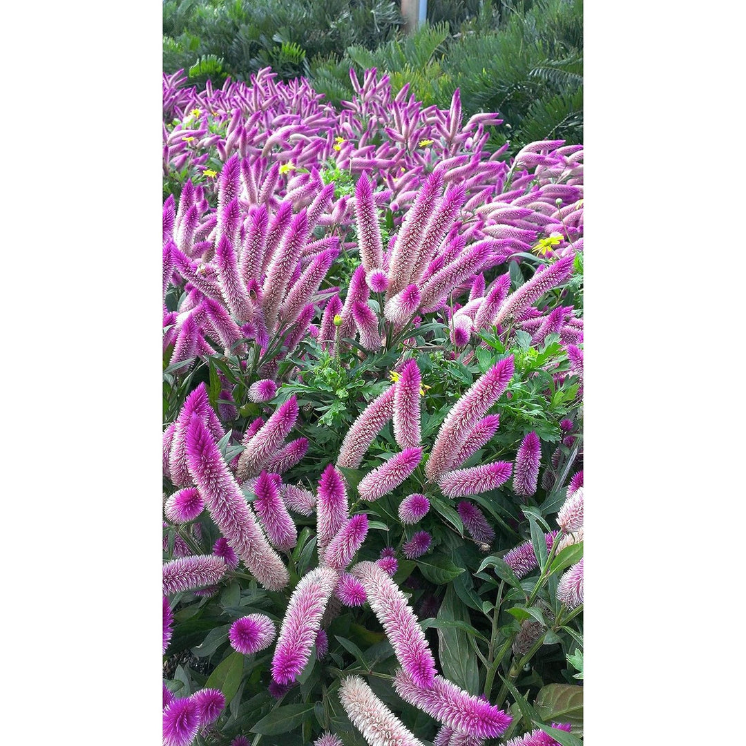 Celosia Spicata Flower Heirloom Non Gmo Unique Garden Accent Flower Seeds for Home Garden Planting, [neera-v5-da0a890765491c741402]