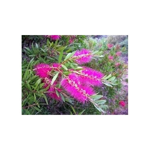 Pink Callistemon Violaceus Flower Seeds for Planting [neera-v5-da148288b6e9d755dcfa]