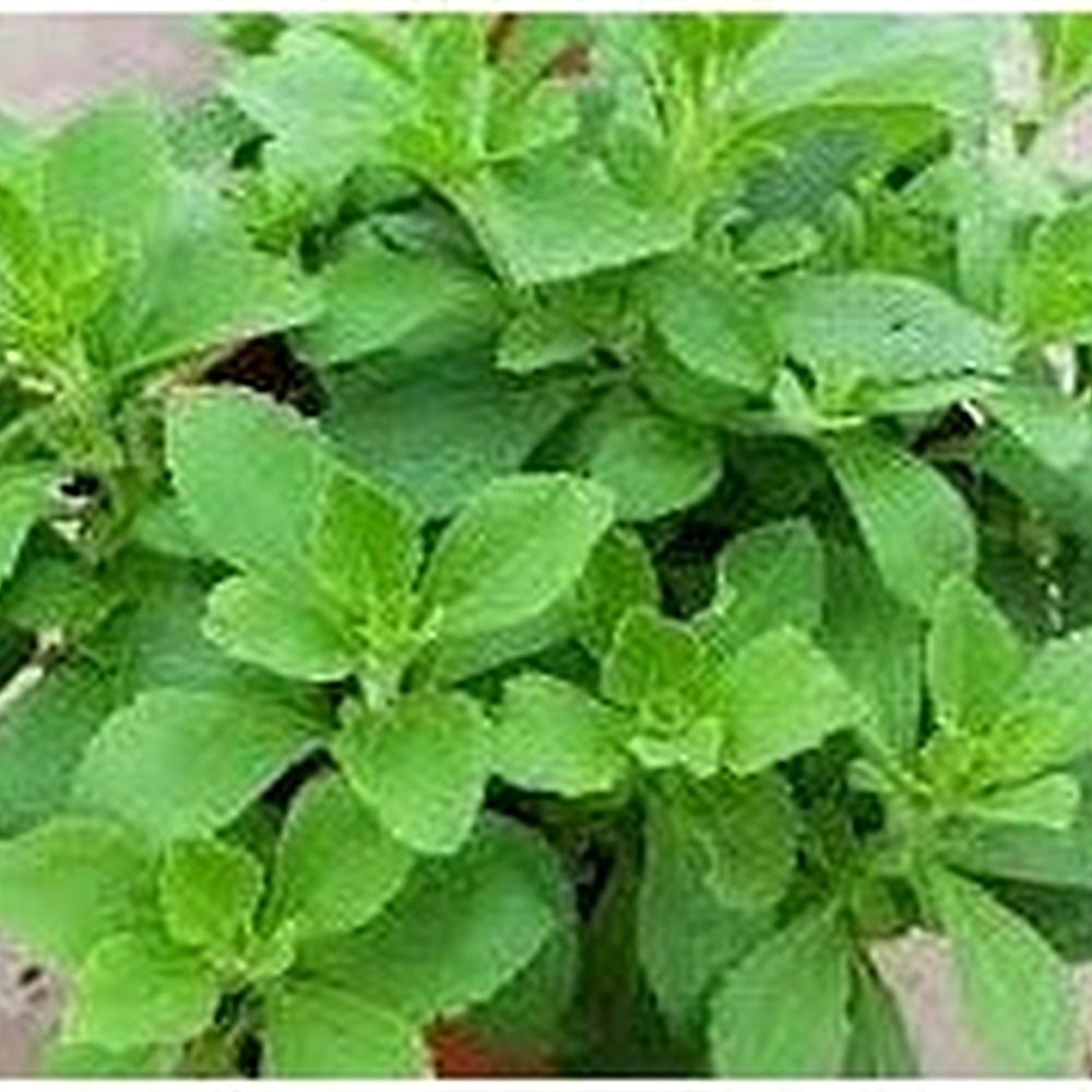 Stevia Plant Seeds for Natural Sweetener [neera-v5-da14c4312205562ebeeb]