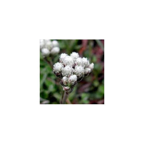 Heirloom Non-GMO Pussytoes Flower Seeds for Planting [neera-v5-da1ccfb9d751b41d8a7a]