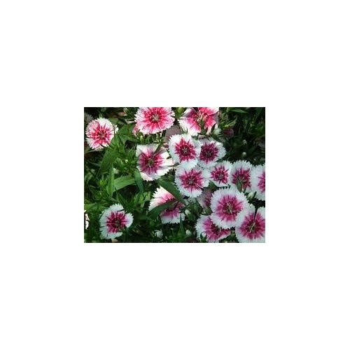 Organic White Mix Dianthus Flower Seeds for Planting [neera-v5-da20d3a2010060dd4df1]