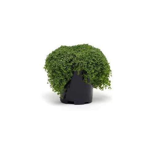 Corsican Mini Mint Seeds [neera-v5-da31770a42dadcb589d7]