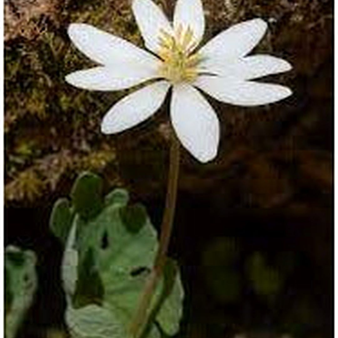 White Sanguinaria Flower Seeds for Planting [neera-v5-da31c1d42a01b81db4d7]