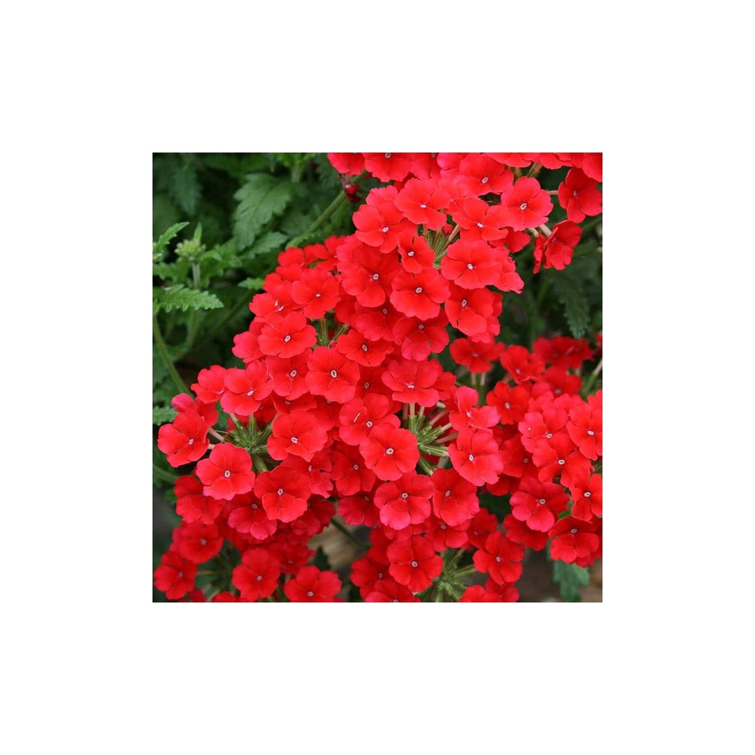 Heirloom Non Gmo Verbena Flower Garden Planting Colorful Blooms Flower Seeds Home Garden [neera-v5-da31eb6e16b21a6e1043]