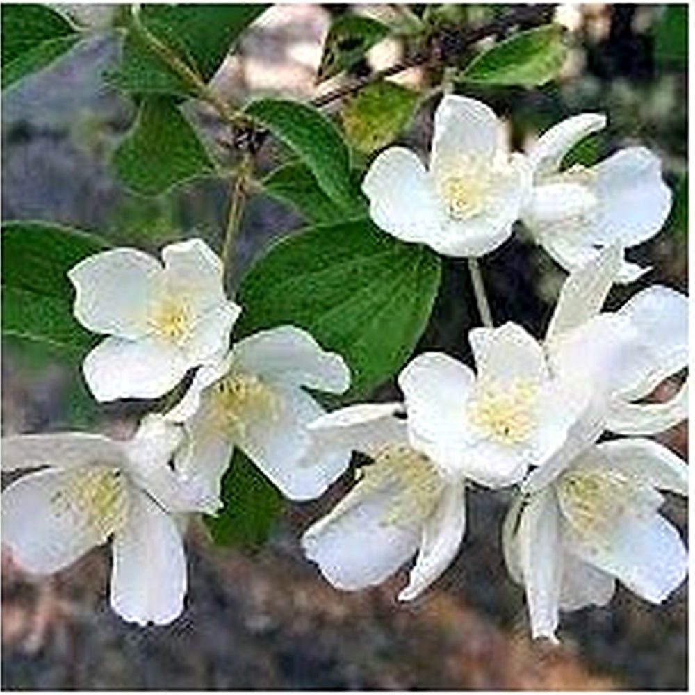 Heirloom Non-GMO Philadelphus Lewisii Flower Seeds for Planting [neera-v5-da3c9ce516e0693ef5ed]