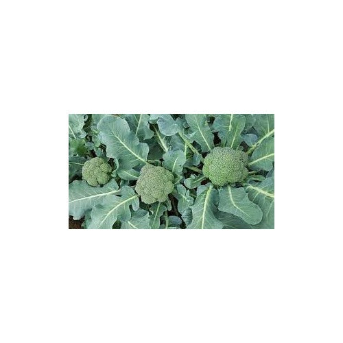 Heirloom Non-GMO Broccolini Vegetable Seeds for Planting [neera-v5-da504d3fe80afc64b9ce]