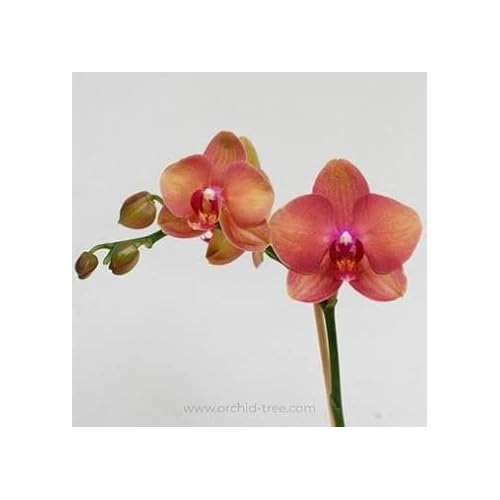 Peach Phalaenopsis Orchid Flower Seeds [neera-v5-da60b5c969afb963aeb9]