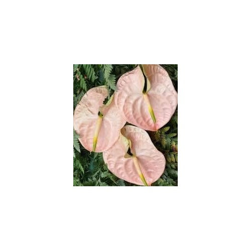 Heirloom Non-GMO Anthurium Flower Seeds for Planting [neera-v5-da710583f8c8f53abeb0]