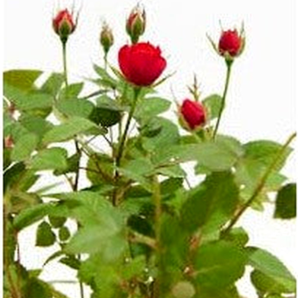 Red Miniature Rose Flower Seeds [neera-v5-da7d052682ad23595814]