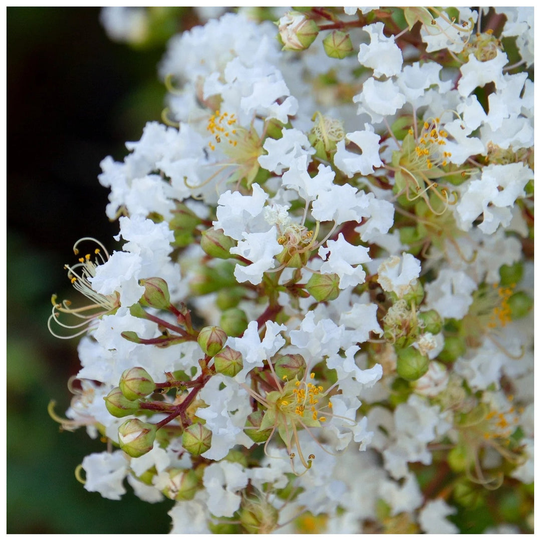 White Heirloom Non Gmo Crape Myrtle Tree Garden Planting Elegant Summer Blooming Tree Flower [neera-v5-da84bbf961c092ce7633]