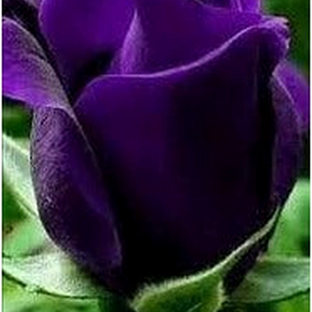Thick Purple Rose Plant Seeds [neera-v5-da8a29185c6269d80c27]
