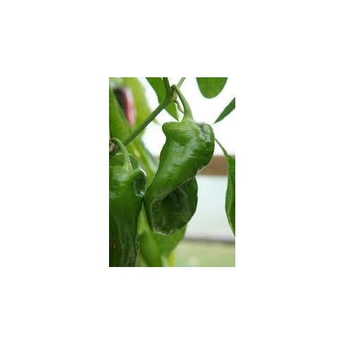 Peter Pepper Vegetable Seeds for Planting [neera-v5-da8bbc4154f0c900cee2]