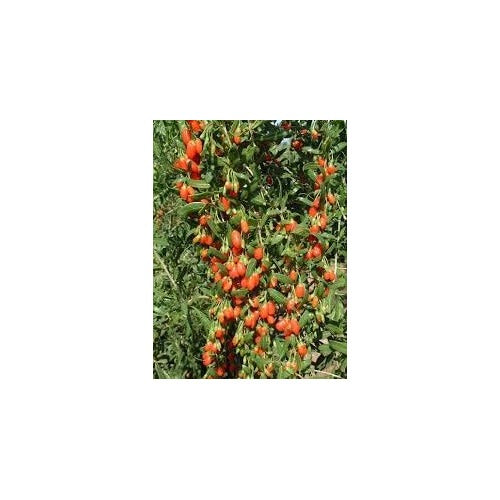 Semi Peperoncino Chiltepin Pepper Vegetable Seeds for Planting | Heirloom Non-GMO Organic Garden Seeds [neera-v5-da909c6984398323f647]