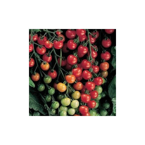 Thick Red Tomato Seeds for Planting [neera-v5-da9731985a15594de00b]