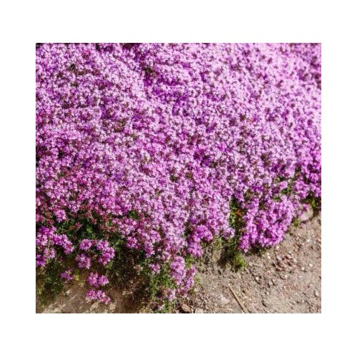 Purple Creeping Thyme Thymus Serpyllum Perennial Groundcover Seeds for Planting Heirloom Non-GMO High Germination Organic Garden Seeds Flower Seeds [neera-v5-da9fbb5a0fe51f5548d2]