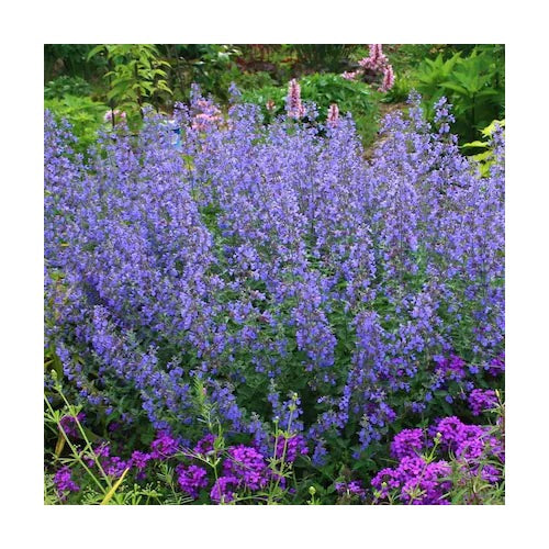 Blue Catmint Plant Seeds for Planting [neera-v5-daa05fed3e6e9cf57d7b]