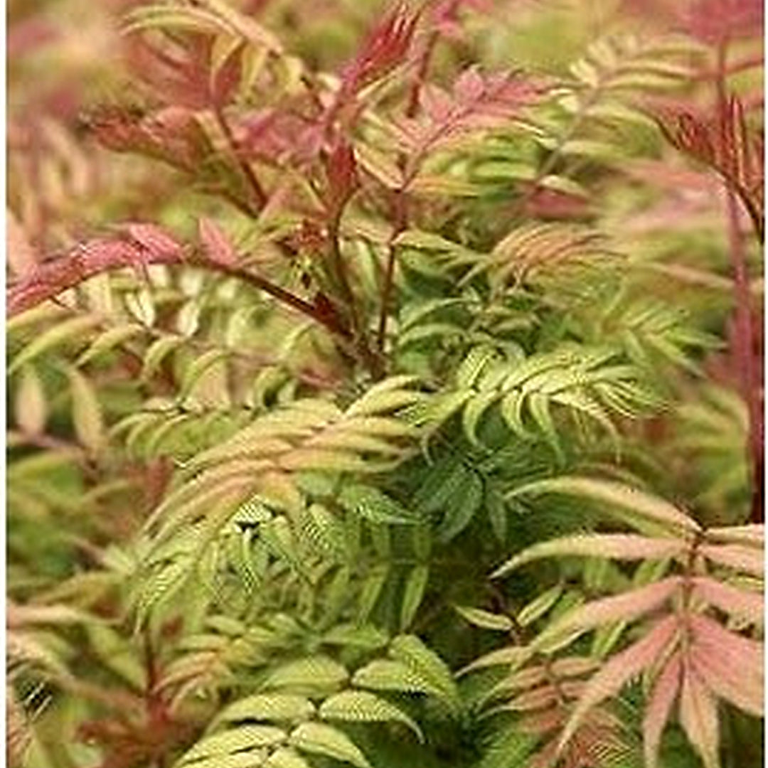 Pink and Green Fern Plant Seeds for Planting [neera-v5-daa0c698f4ae2f104332]